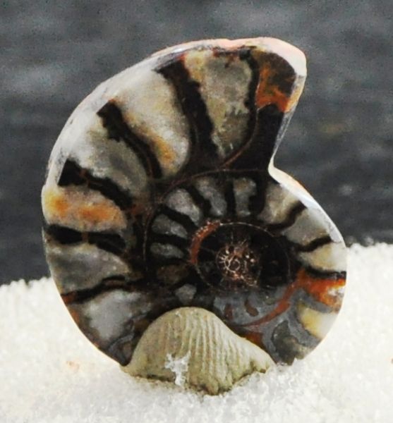 Amonita Pré Histórica Fóssil Coleção Mineralizado Amonite Collection Morocco Cód.043M