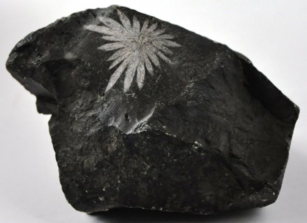 CRISÂNTEMO FOSSILIZADO COLLECTION CHRYSANTHEMUM FOSSILIZED CHINA Cód.2101M