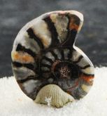 Amonita Pré Histórica Fóssil Coleção Mineralizado Amonite Collection Morocco Cód.043M