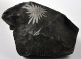 CRISÂNTEMO FOSSILIZADO COLLECTION CHRYSANTHEMUM FOSSILIZED CHINA Cód.2101M